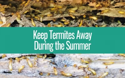 How to Stop Termites During the Summer