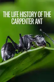 The Life History of the Carpenter Ant