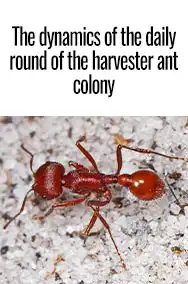 The Dynamics of the Daily Round of the Harvester Ant Colony