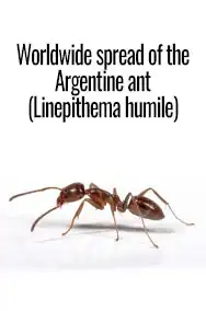 Worldwide Spread of the Argentine Ant