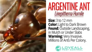 Facts About Argentine Ants Linepithema Humile