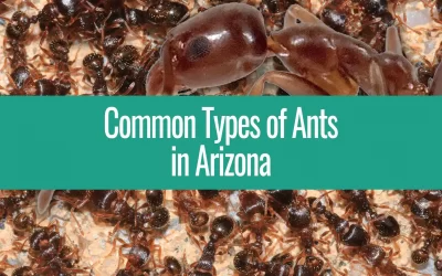 Facts About Ant Species in Arizona