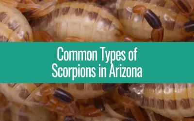 Facts About Scorpion Species in Arizona