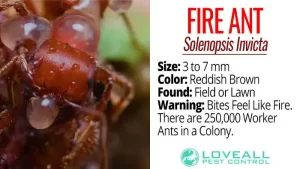 Facts About Fire Ants Solenopsis Invicta