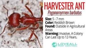 Facts About Harvester Ant Pogonomyrmex barbatus