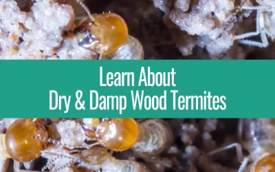 Learn About Dry & Damp Wood Termites