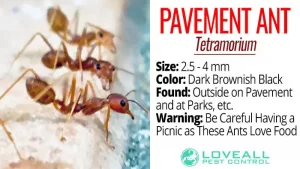 Facts About Pavement Ant Tetramorium