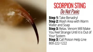 What To Do About Scorpion Sting