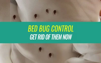 How to Find and Eliminate Bed Bugs