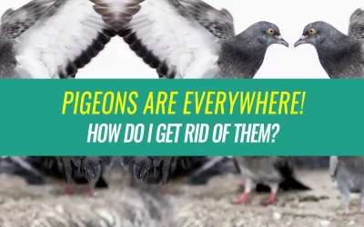 How to Get Rid of Pigeons