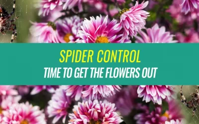 Spider Control Using Chrysanthemum Flowers