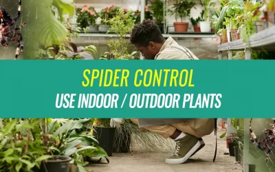 Spider Control Using These Indoor and Outdoor Plants