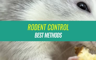 Best Rodent Control Methods