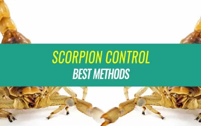 Best Scorpion Control Methods